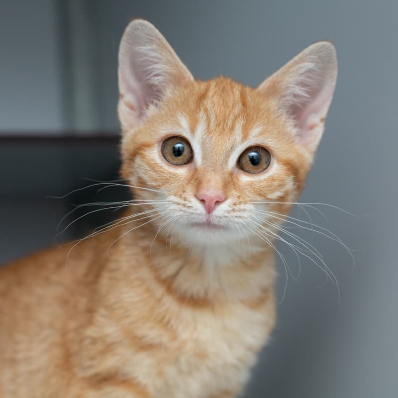 Foto van Otis